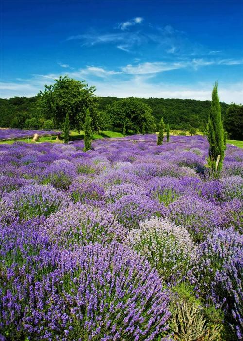 薰衣草喜阴还是喜阳，薰衣草喜阳吗？-第2张图片-优品飞百科