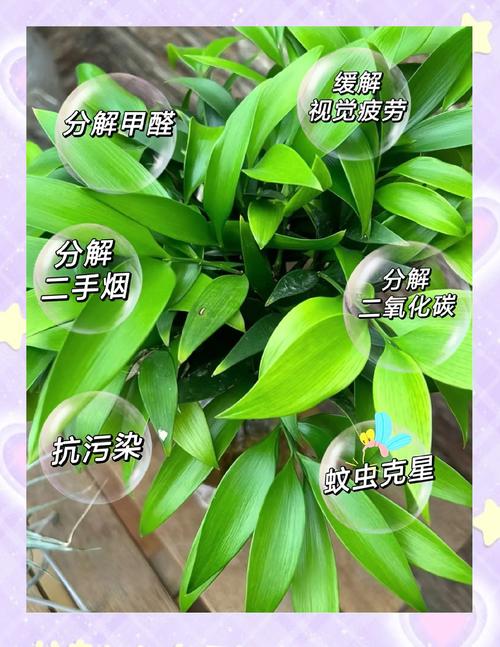 薰衣草喜阴还是喜阳，薰衣草喜阳吗？-第3张图片-优品飞百科