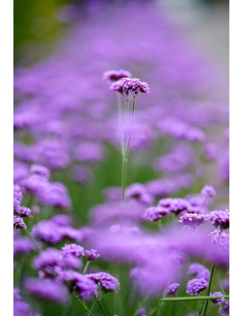 薰衣草喜阴还是喜阳，薰衣草喜阳吗？-第4张图片-优品飞百科