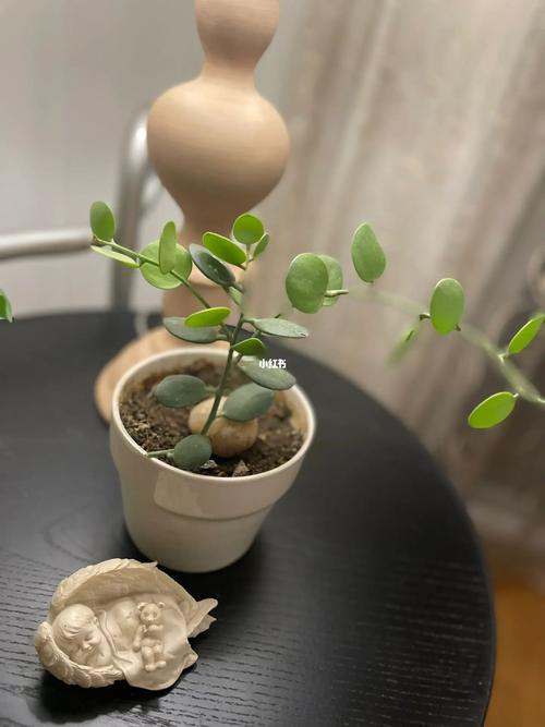 碧雷鼓怎么爆盆？碧雷鼓开花图片？