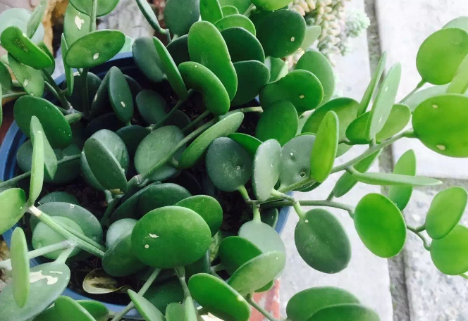 碧雷鼓怎么爆盆？碧雷鼓开花图片？-第2张图片-优品飞百科