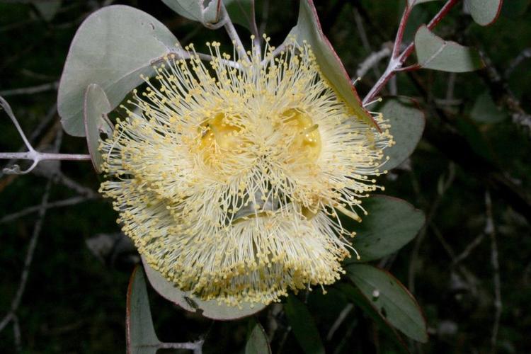 碧雷鼓怎么爆盆？碧雷鼓开花图片？-第3张图片-优品飞百科