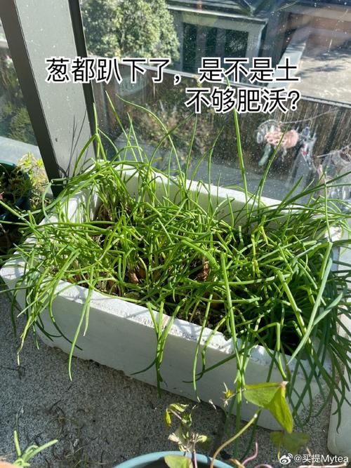 碧雷鼓怎么爆盆？碧雷鼓开花图片？-第5张图片-优品飞百科