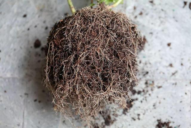 碧雷鼓怎么爆盆？碧雷鼓开花图片？-第6张图片-优品飞百科