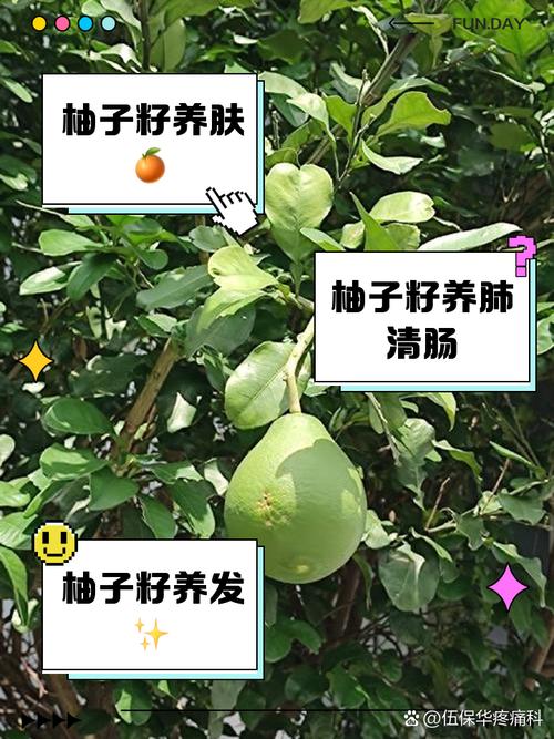 柚子籽怎么种，柚子籽怎么种容易发芽？