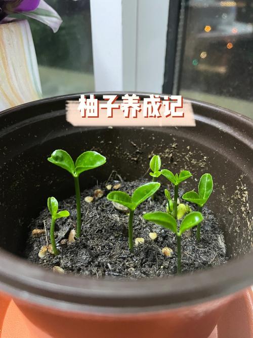 柚子籽怎么种,柚子籽怎么种容易发芽?-第2张图片-优品飞百科 柚子籽怎么种,柚子籽怎么种容易发芽?-第2张图片-优品飞百科