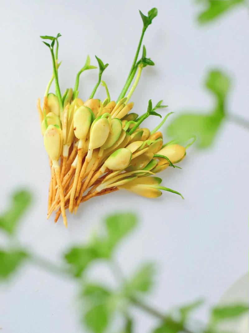 柚子籽怎么种,柚子籽怎么种容易发芽?-第4张图片-优品飞百科 柚子籽怎么种,柚子籽怎么种容易发芽?-第4张图片-优品飞百科