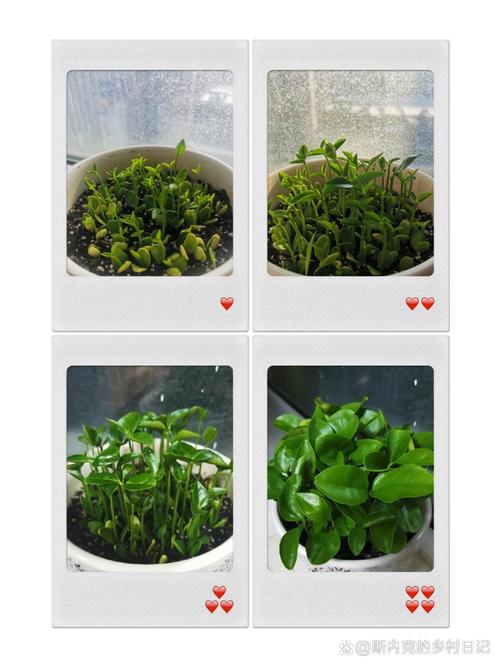 柚子籽怎么种,柚子籽怎么种容易发芽?-第5张图片-优品飞百科 柚子籽怎么种,柚子籽怎么种容易发芽?-第5张图片-优品飞百科