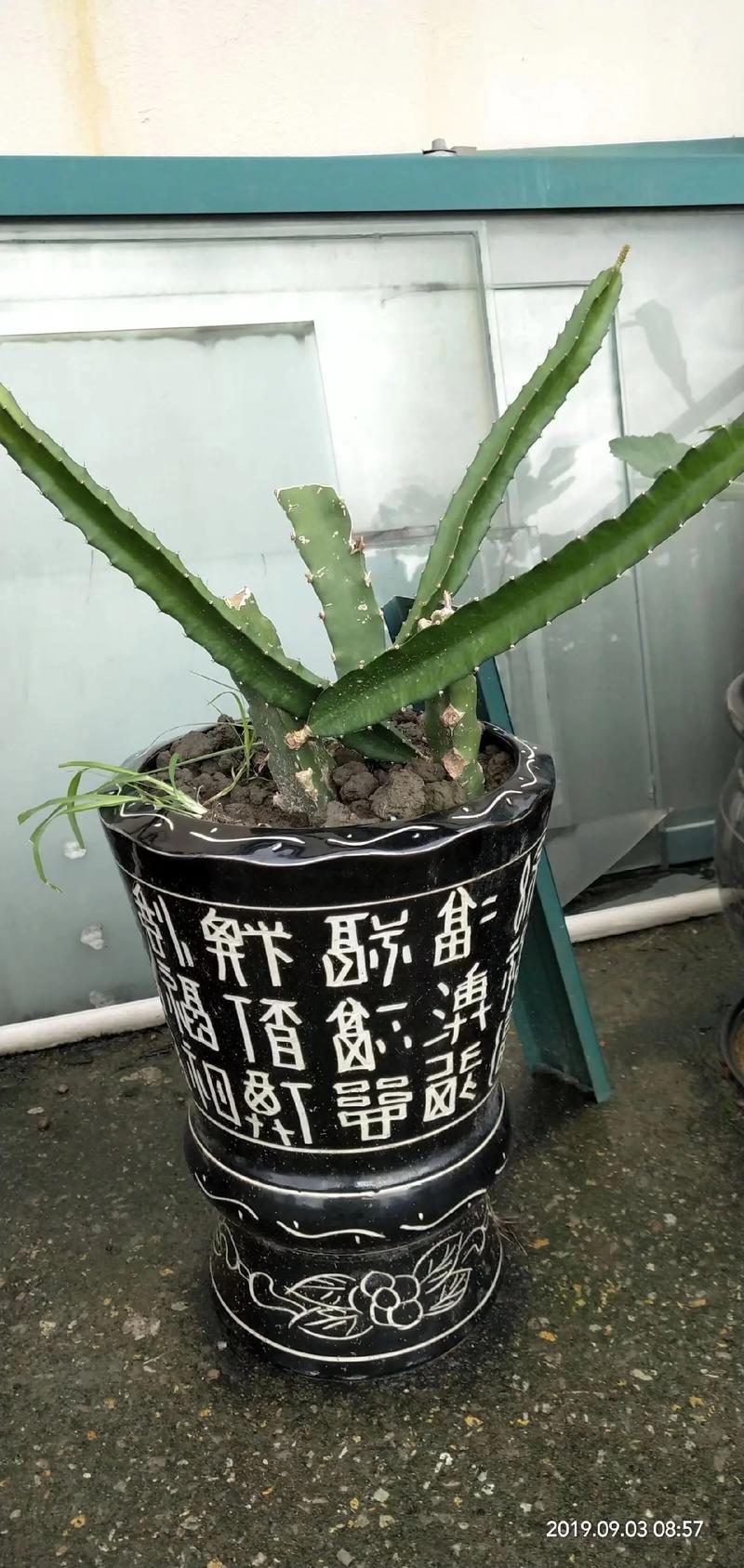 盆栽火龙果冬季怎样管理，火龙果种植冬天怎么办？