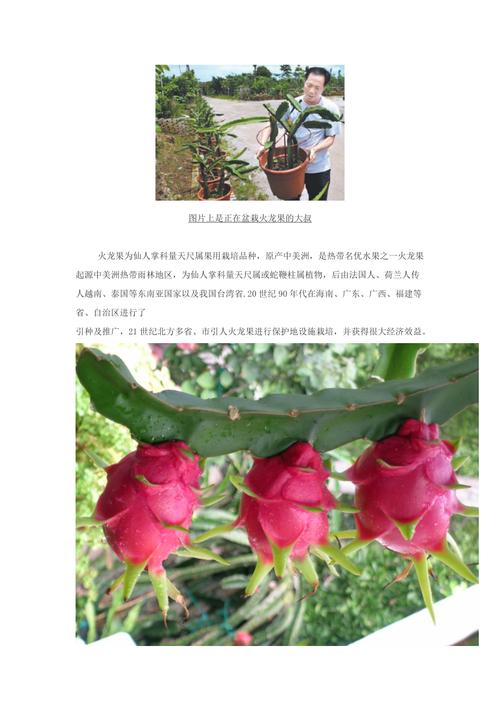 盆栽火龙果冬季怎样管理,火龙果种植冬天怎么办?-第2张图片-优品飞百科 盆栽火龙果冬季怎样管理,火龙果种植冬天怎么办?-第2张图片-优品飞百科