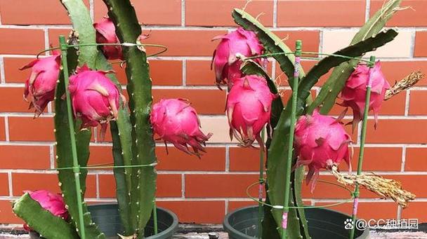 盆栽火龙果冬季怎样管理,火龙果种植冬天怎么办?-第3张图片-优品飞百科 盆栽火龙果冬季怎样管理,火龙果种植冬天怎么办?-第3张图片-优品飞百科