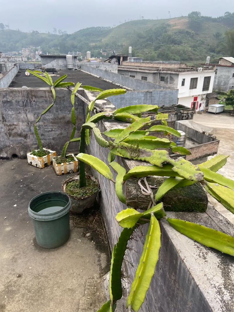 盆栽火龙果冬季怎样管理,火龙果种植冬天怎么办?-第4张图片-优品飞百科 盆栽火龙果冬季怎样管理,火龙果种植冬天怎么办?-第4张图片-优品飞百科