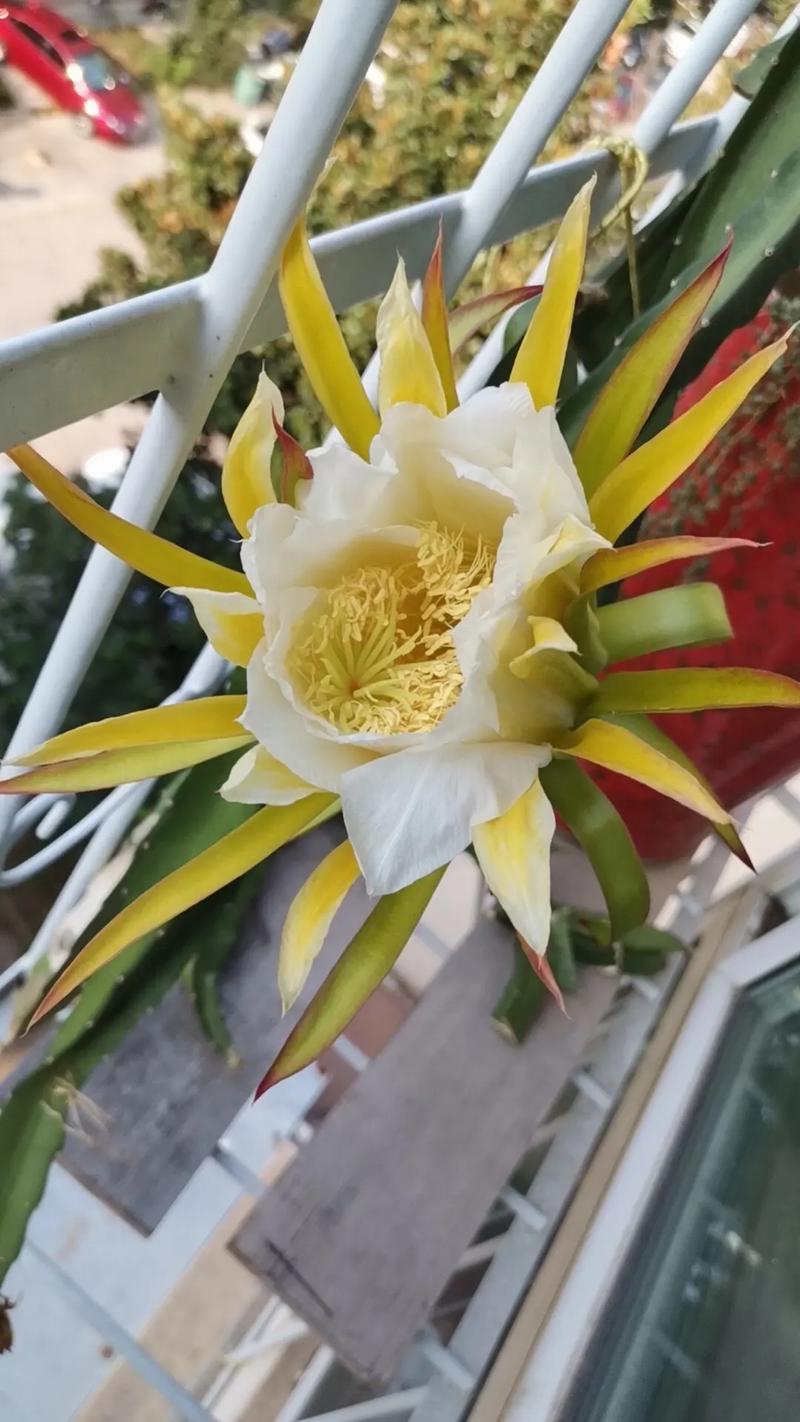 盆栽火龙果冬季怎样管理,火龙果种植冬天怎么办?-第5张图片-优品飞百科 盆栽火龙果冬季怎样管理,火龙果种植冬天怎么办?-第5张图片-优品飞百科