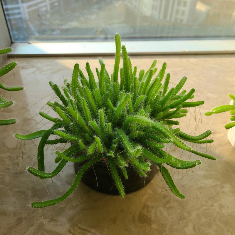 盆栽火龙果冬季怎样管理,火龙果种植冬天怎么办?-第6张图片-优品飞百科 盆栽火龙果冬季怎样管理,火龙果种植冬天怎么办?-第6张图片-优品飞百科