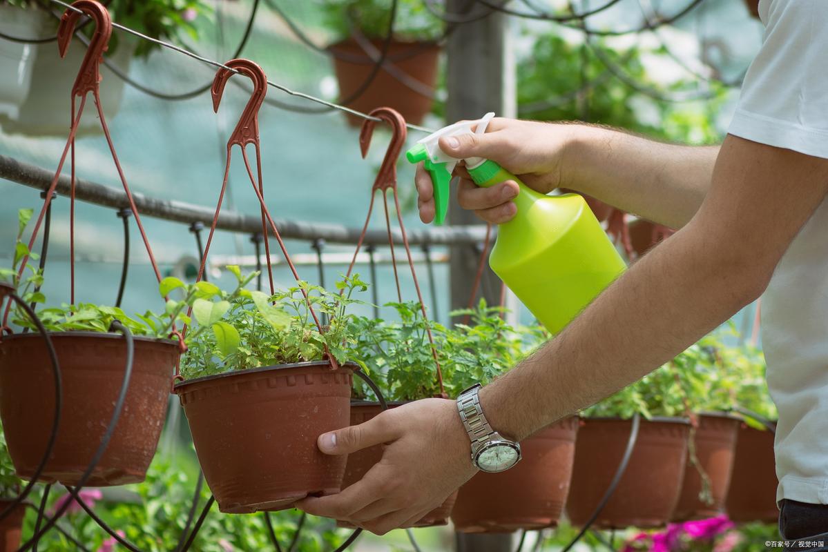 哪些花不适合浇淘米水，什么花不可以浇淘米水