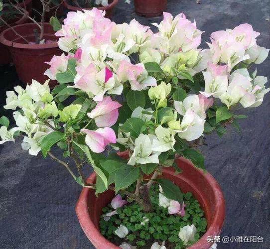 哪些花不适合浇淘米水，什么花不可以浇淘米水-第2张图片-优品飞百科