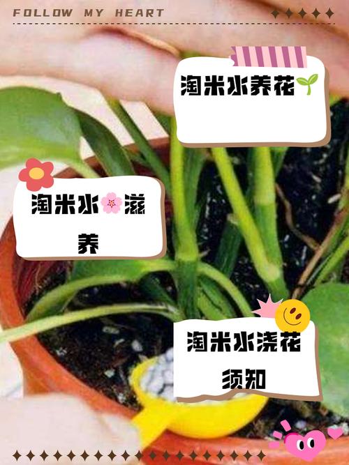 哪些花不适合浇淘米水，什么花不可以浇淘米水-第3张图片-优品飞百科