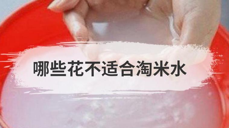 哪些花不适合浇淘米水，什么花不可以浇淘米水-第4张图片-优品飞百科