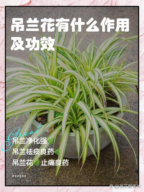 吊兰在卧室养对人身体有害吗，吊兰在卧室里起到什么作用