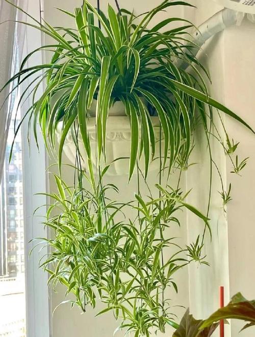 吊兰在卧室养对人身体有害吗，吊兰在卧室里起到什么作用-第2张图片-优品飞百科