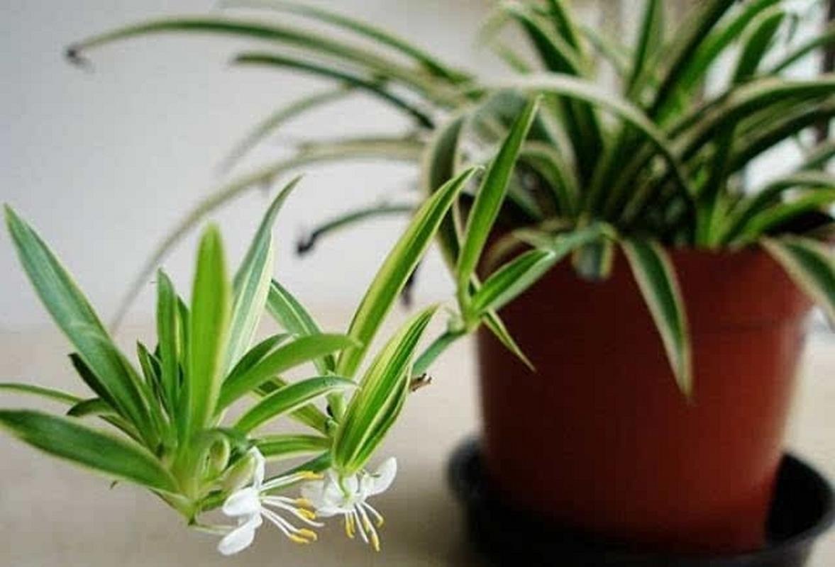 吊兰在卧室养对人身体有害吗，吊兰在卧室里起到什么作用-第3张图片-优品飞百科