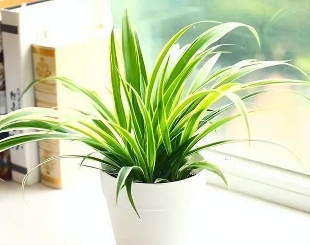 吊兰在卧室养对人身体有害吗，吊兰在卧室里起到什么作用-第4张图片-优品飞百科
