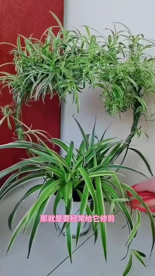 吊兰在卧室养对人身体有害吗，吊兰在卧室里起到什么作用-第5张图片-优品飞百科