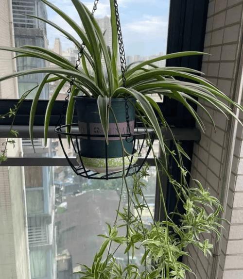 吊兰在卧室养对人身体有害吗，吊兰在卧室里起到什么作用-第6张图片-优品飞百科