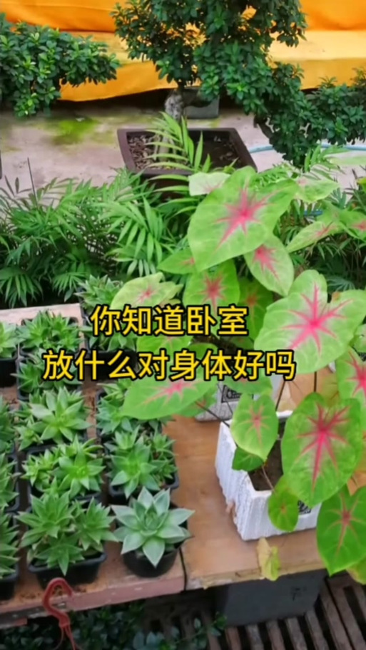 吊兰在卧室养对人身体有害吗，吊兰在卧室里起到什么作用-第7张图片-优品飞百科