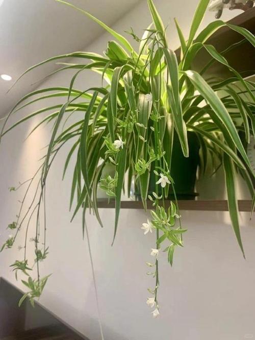 吊兰在卧室养对人身体有害吗，吊兰在卧室里起到什么作用-第8张图片-优品飞百科