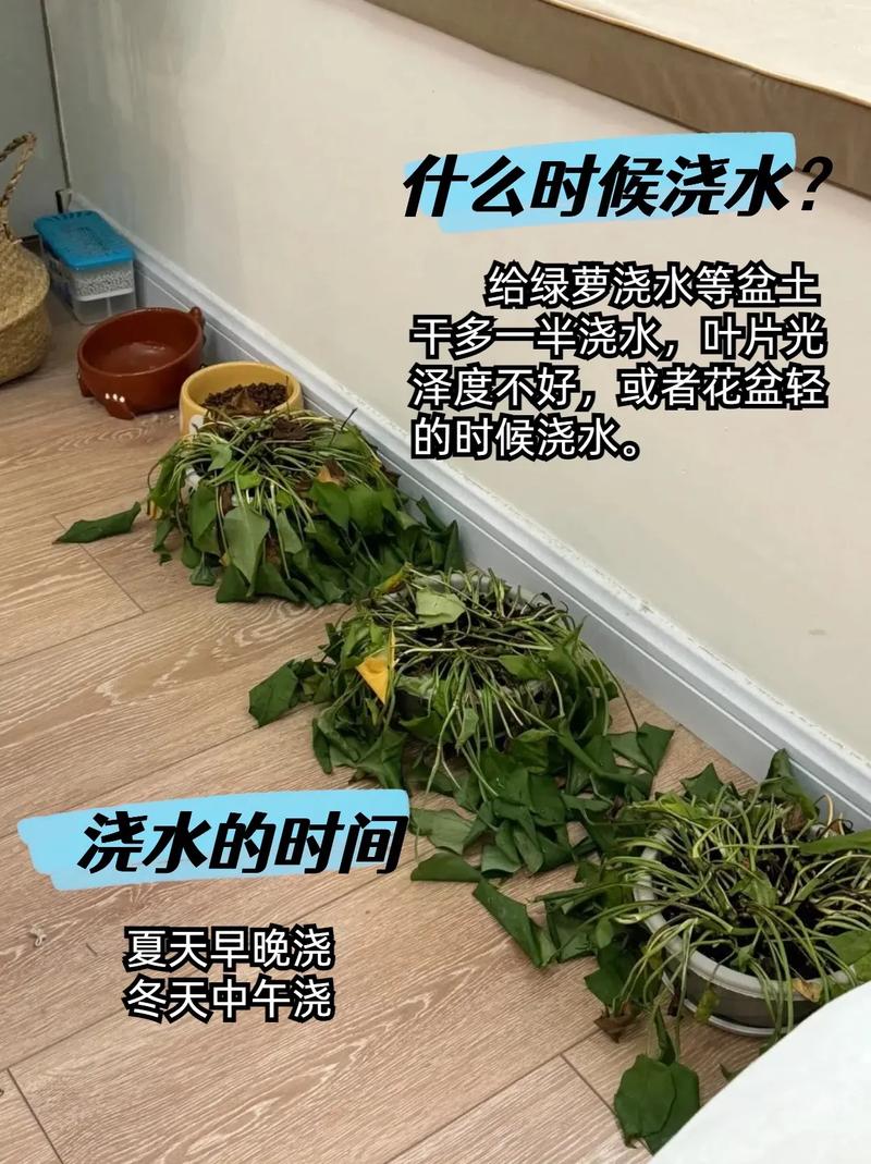 淘米水浇绿萝的正确方法，淘米水如何浇绿萝？