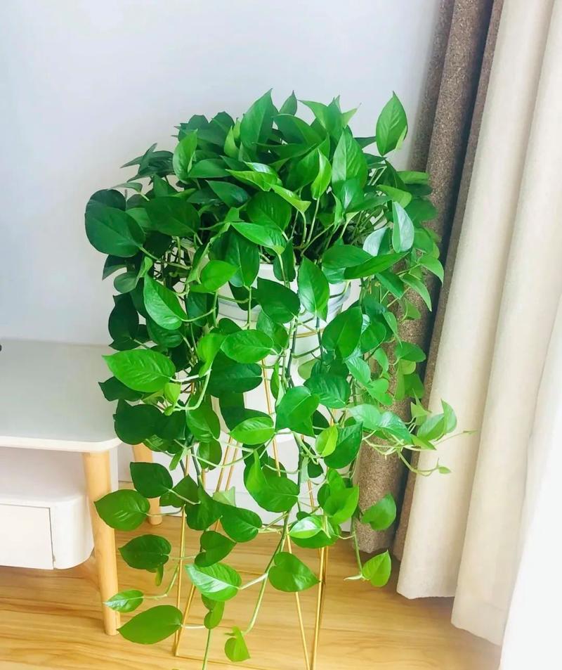 淘米水浇绿萝的正确方法，淘米水如何浇绿萝？-第3张图片-优品飞百科