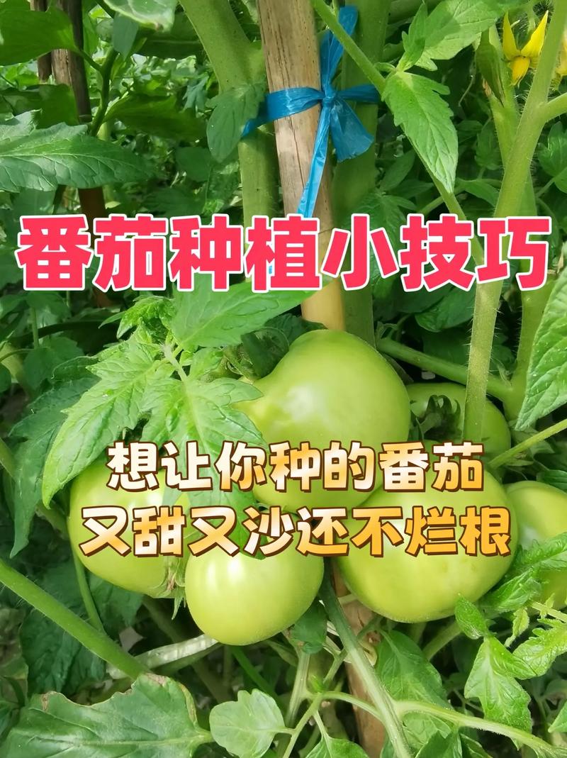 温室栽培很复杂,温室种植有什么优势-第4张图片-优品飞百科 温室栽培很复杂,温室种植有什么优势-第4张图片-优品飞百科