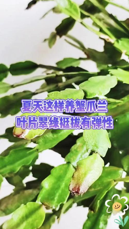 蟹爪兰夏季怎么养，蟹爪兰夏季养护方法