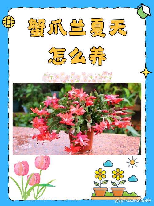 蟹爪兰夏季怎么养,蟹爪兰夏季养护方法-第2张图片-优品飞百科 蟹爪兰夏季怎么养,蟹爪兰夏季养护方法-第2张图片-优品飞百科