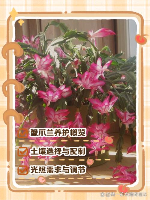 蟹爪兰夏季怎么养,蟹爪兰夏季养护方法-第4张图片-优品飞百科 蟹爪兰夏季怎么养,蟹爪兰夏季养护方法-第4张图片-优品飞百科