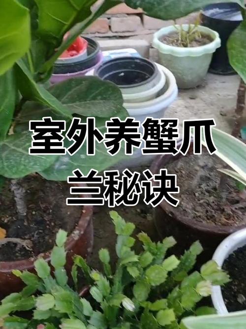 蟹爪兰夏季怎么养,蟹爪兰夏季养护方法-第6张图片-优品飞百科 蟹爪兰夏季怎么养,蟹爪兰夏季养护方法-第6张图片-优品飞百科