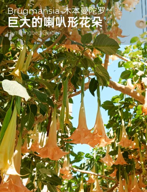 曼陀罗秋天怎么养，曼陀罗的栽培方法？