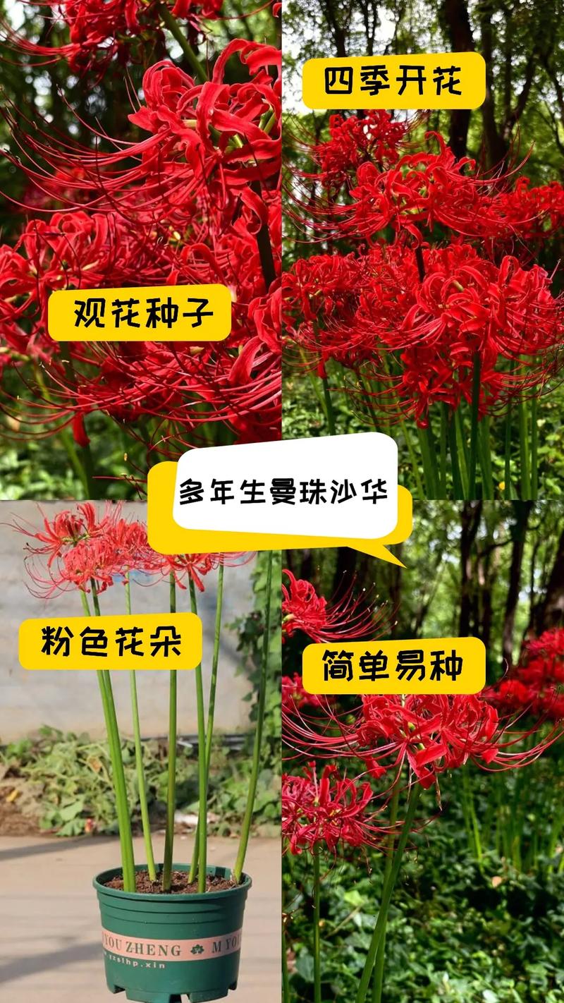 曼陀罗秋天怎么养，曼陀罗的栽培方法？-第3张图片-优品飞百科