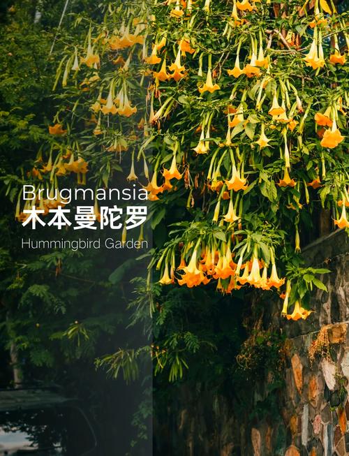 曼陀罗秋天怎么养，曼陀罗的栽培方法？-第5张图片-优品飞百科