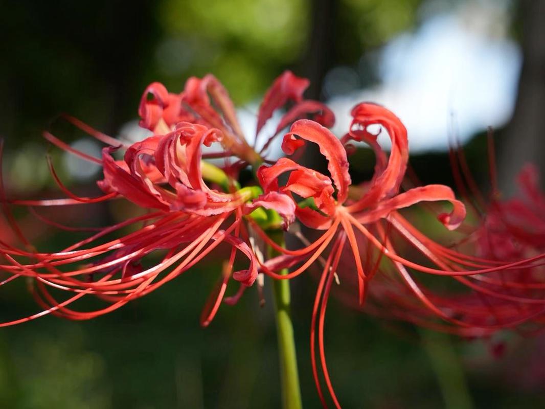 曼陀罗秋天怎么养，曼陀罗的栽培方法？-第6张图片-优品飞百科