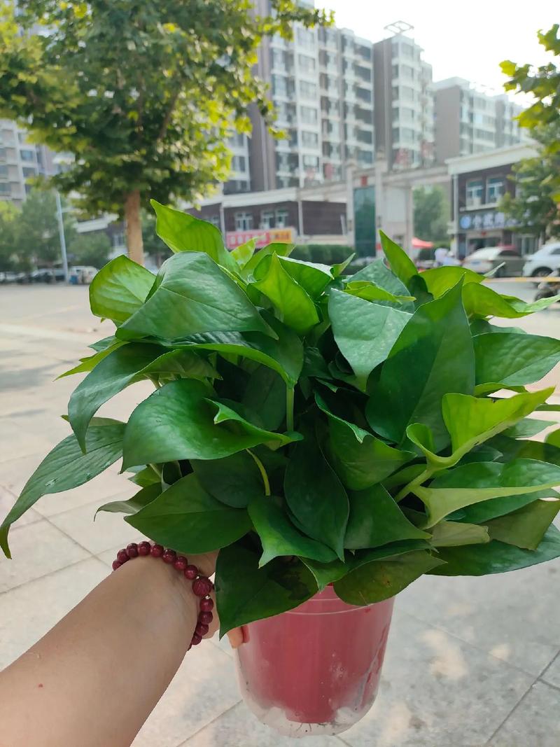 绿萝不见阳光可以吗，家里的绿萝不见阳光会死吗-第2张图片-优品飞百科