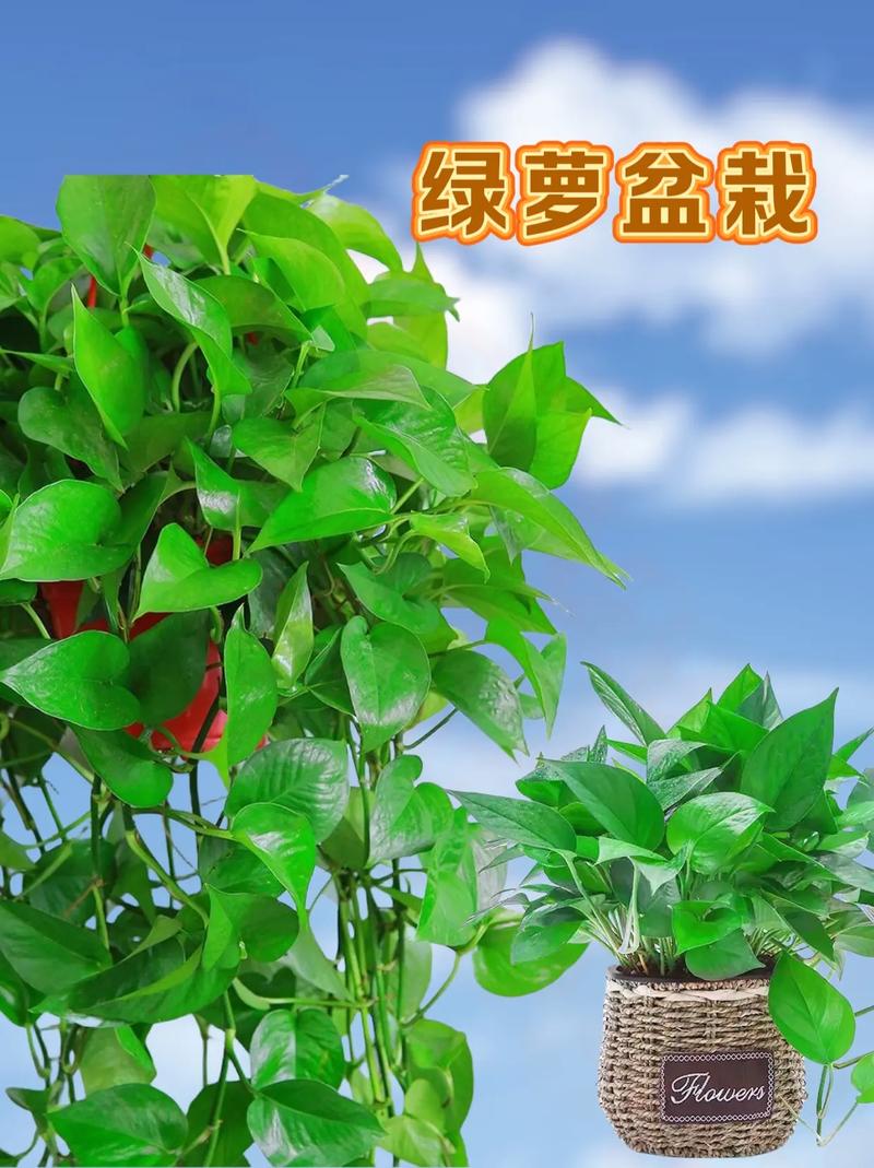 绿萝不见阳光可以吗，家里的绿萝不见阳光会死吗-第3张图片-优品飞百科