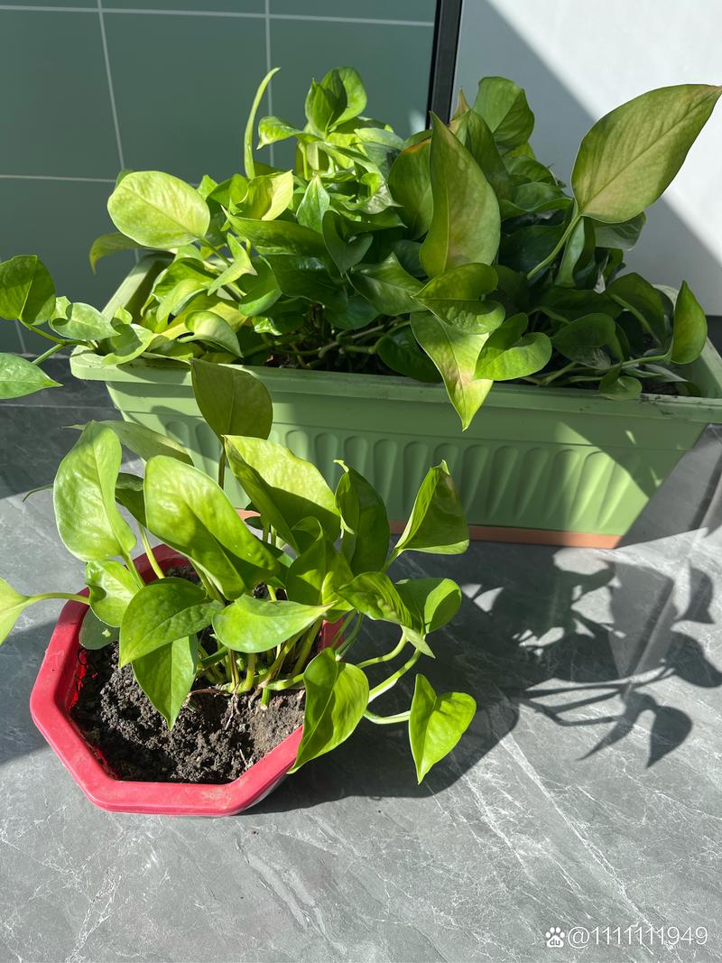 绿萝不见阳光可以吗，家里的绿萝不见阳光会死吗-第5张图片-优品飞百科