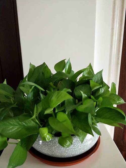 绿萝不见阳光可以吗，家里的绿萝不见阳光会死吗-第4张图片-优品飞百科