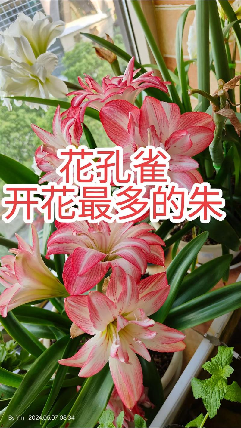 孔雀球浇水过多怎么办?孔雀球浇水过多怎么办小妙招?-第1张图片-优品飞百科 孔雀球浇水过多怎么办?孔雀球浇水过多怎么办小妙招?-第1张图片-优品飞百科