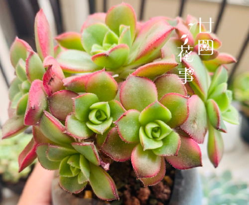 孔雀球浇水过多怎么办?孔雀球浇水过多怎么办小妙招?-第2张图片-优品飞百科 孔雀球浇水过多怎么办?孔雀球浇水过多怎么办小妙招?-第2张图片-优品飞百科