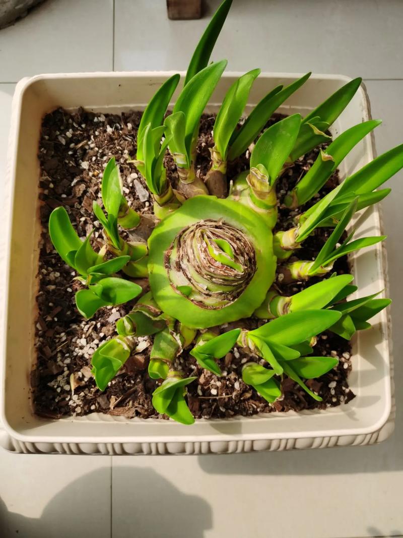 孔雀球浇水过多怎么办?孔雀球浇水过多怎么办小妙招?-第3张图片-优品飞百科 孔雀球浇水过多怎么办?孔雀球浇水过多怎么办小妙招?-第3张图片-优品飞百科