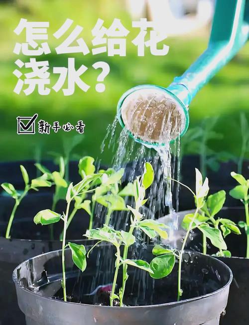 孔雀球浇水过多怎么办?孔雀球浇水过多怎么办小妙招?-第6张图片-优品飞百科 孔雀球浇水过多怎么办?孔雀球浇水过多怎么办小妙招?-第6张图片-优品飞百科