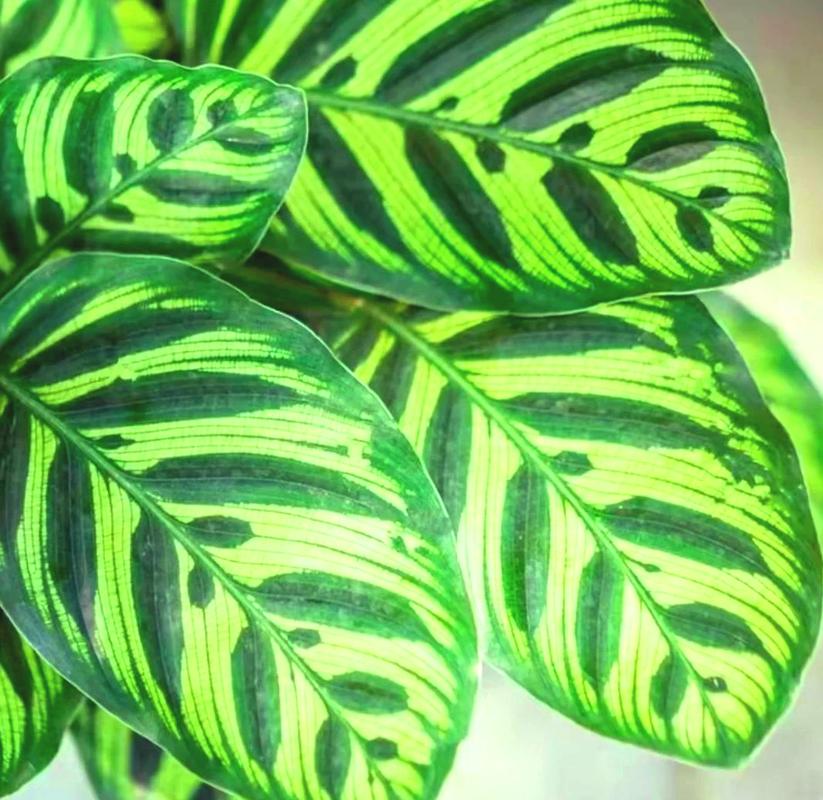 孔雀球浇水过多怎么办?孔雀球浇水过多怎么办小妙招?-第7张图片-优品飞百科 孔雀球浇水过多怎么办?孔雀球浇水过多怎么办小妙招?-第7张图片-优品飞百科